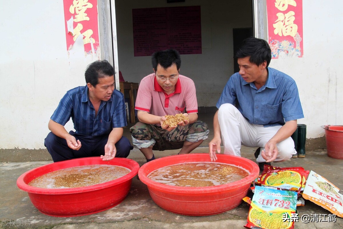 种子发芽生长过程中,如何谨防烧苞,4个步骤很重要