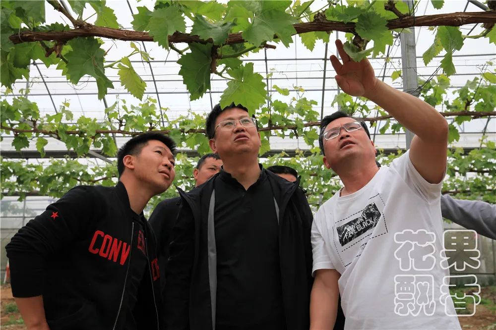 百果园种植技术,百果园的品种