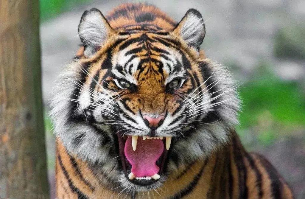 猛虎潜深山长啸自成风出自哪里,猛虎潜深山长啸自生风打一生肖