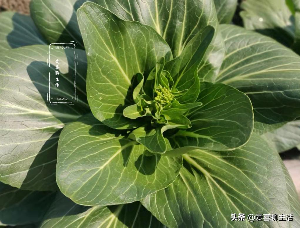 临近元宵节，6种蔬菜记得吃，清肠解腻，寓意今年吉祥如意发大财