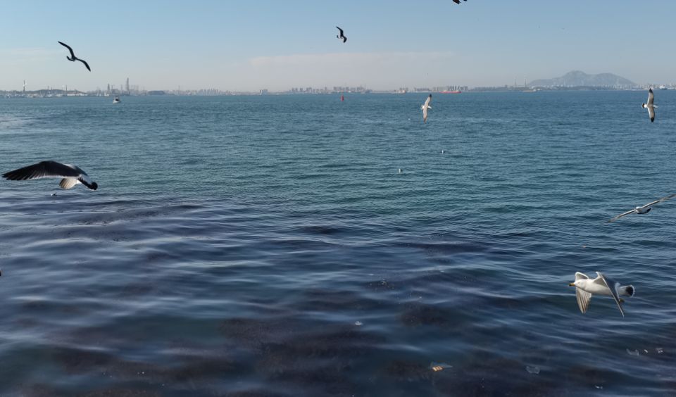 海边大连黑石礁,大连黑石礁到星海公园