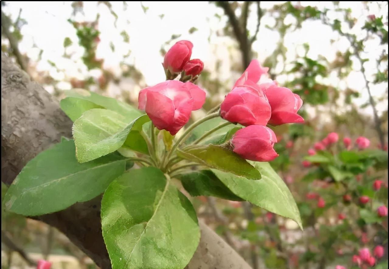百种鲜花图片欣赏,十种最美丽的鲜花