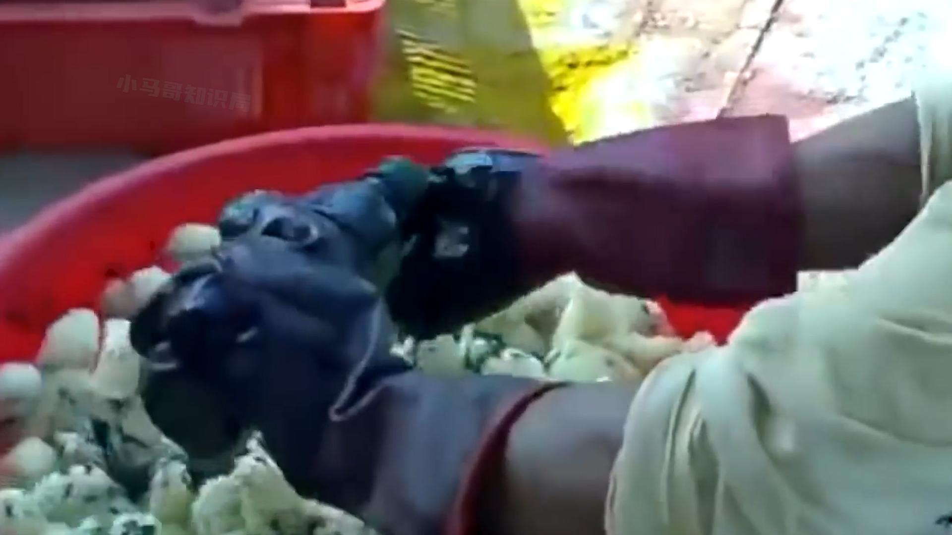 学校门口买的小彩鸡为什么养不活,学校门口的彩色小鸡为什么不能买