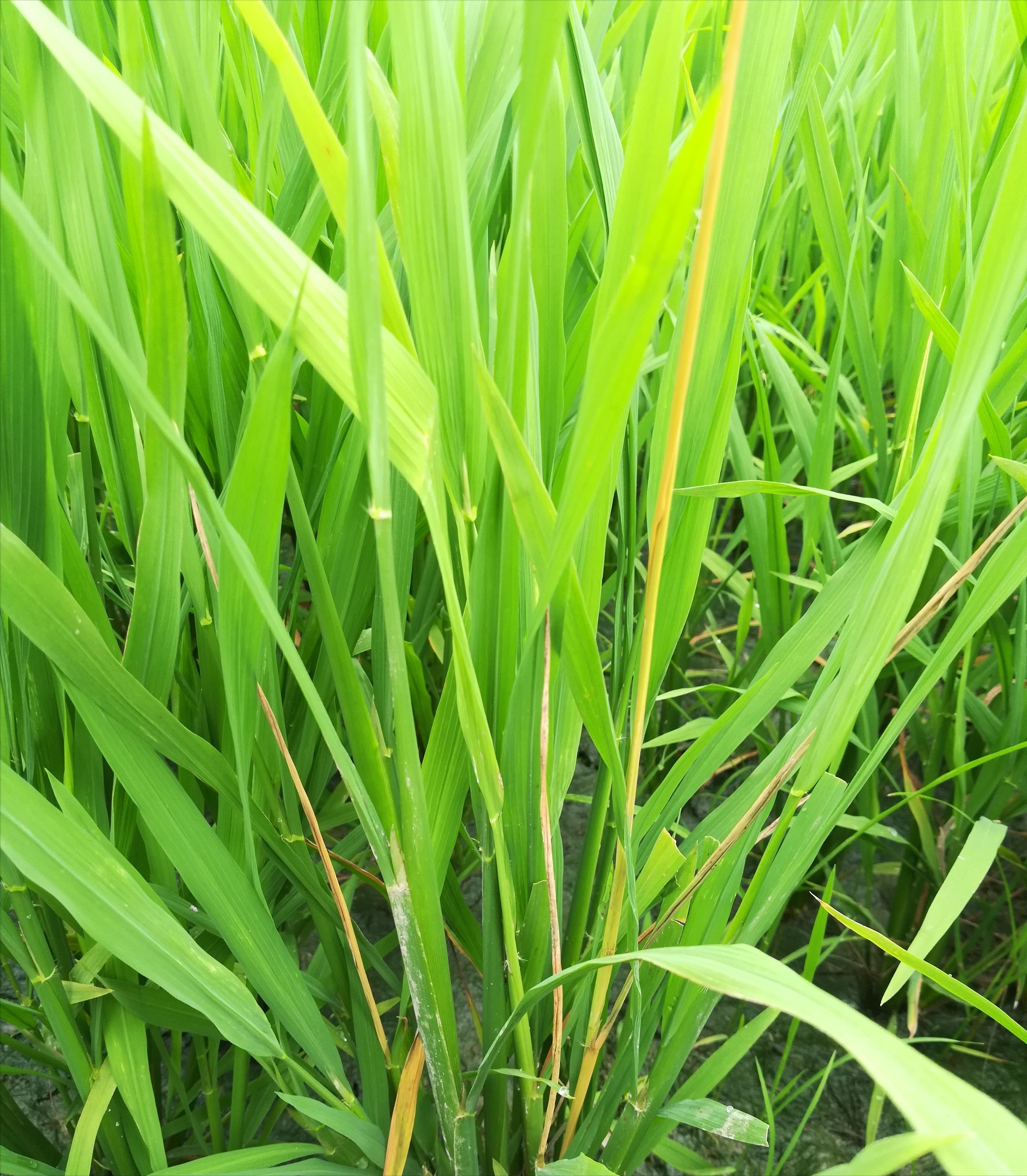 湖南省2023年水稻二化螟综合防控技术方案