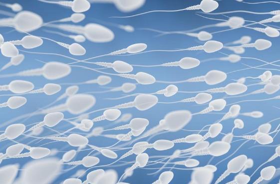 进入女性体内后,没“受精”成功的精子都去哪儿了?既好笑又心疼