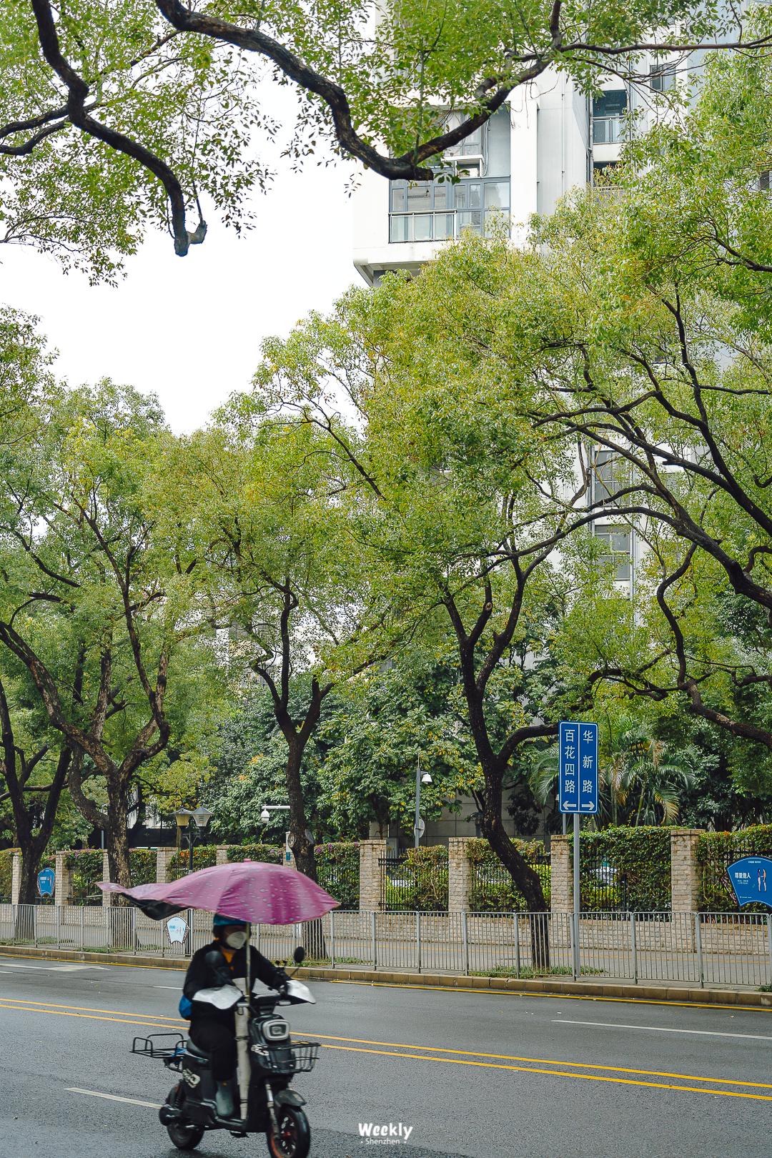 好好走过红荔路，才知道住福田有多让人羡慕