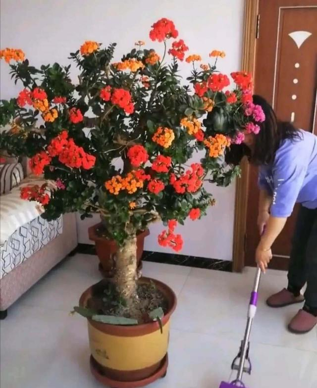 客厅养树十有九富,客厅十大吉祥树排名