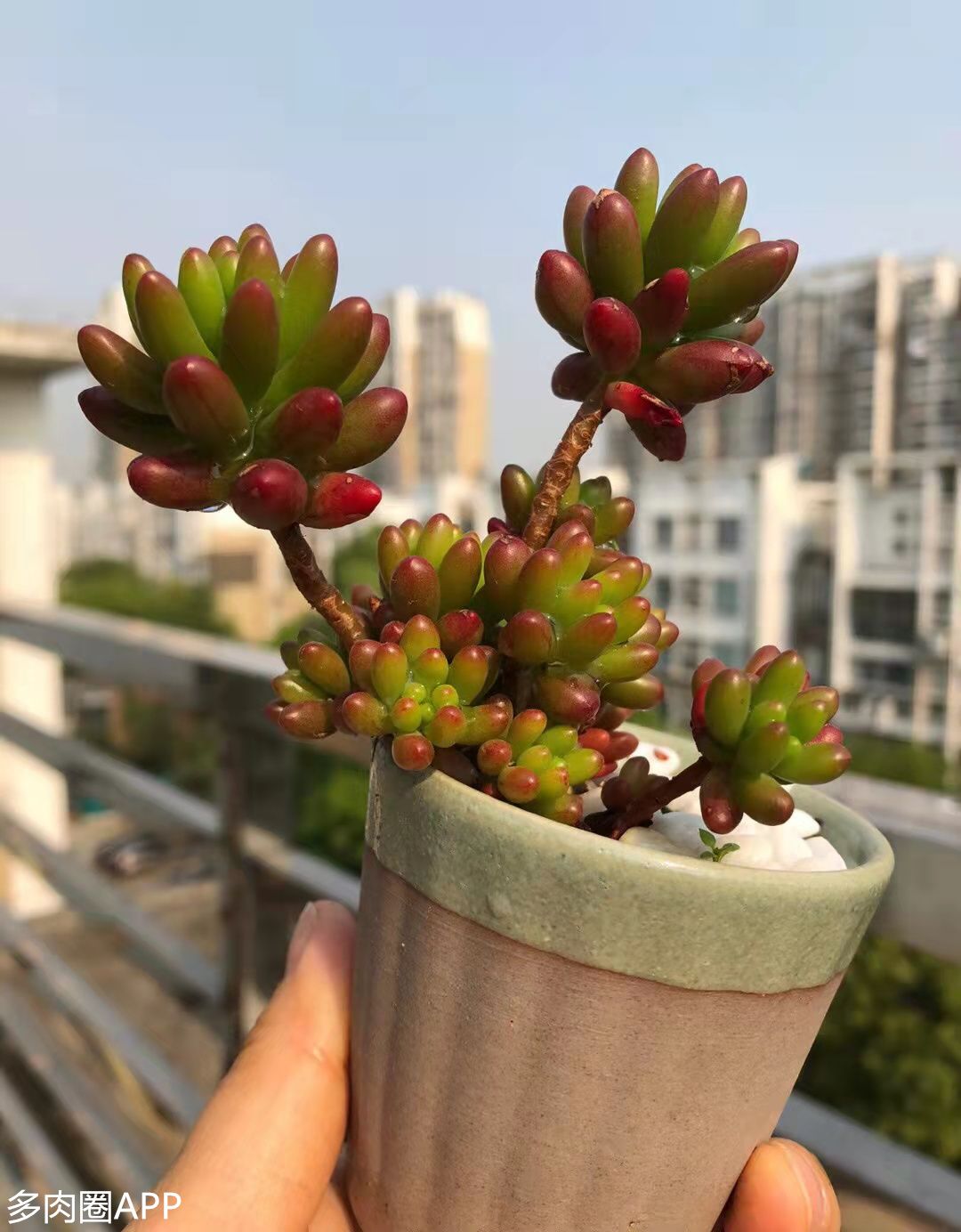 刚种的肉肉浇水多了怎么办,如何挽救长时间没浇水的肉肉