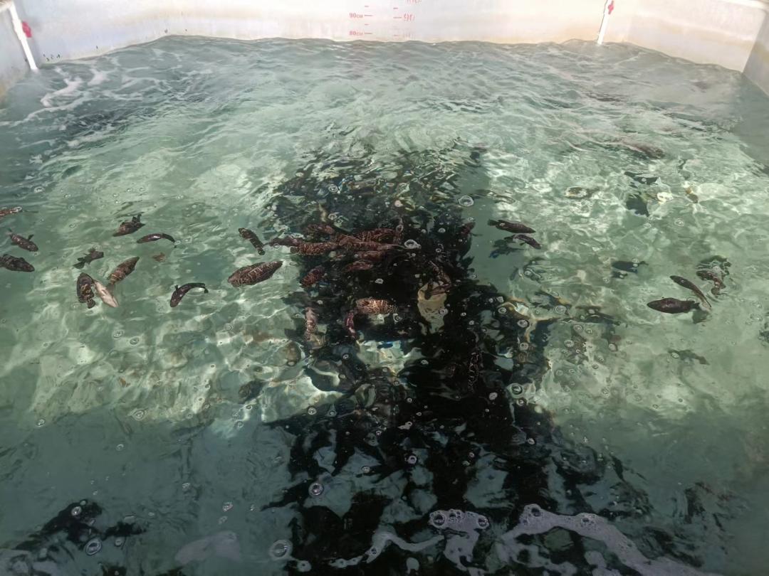 石斑鱼如何提高成活率,石斑鱼孵化成活率低是什么原因