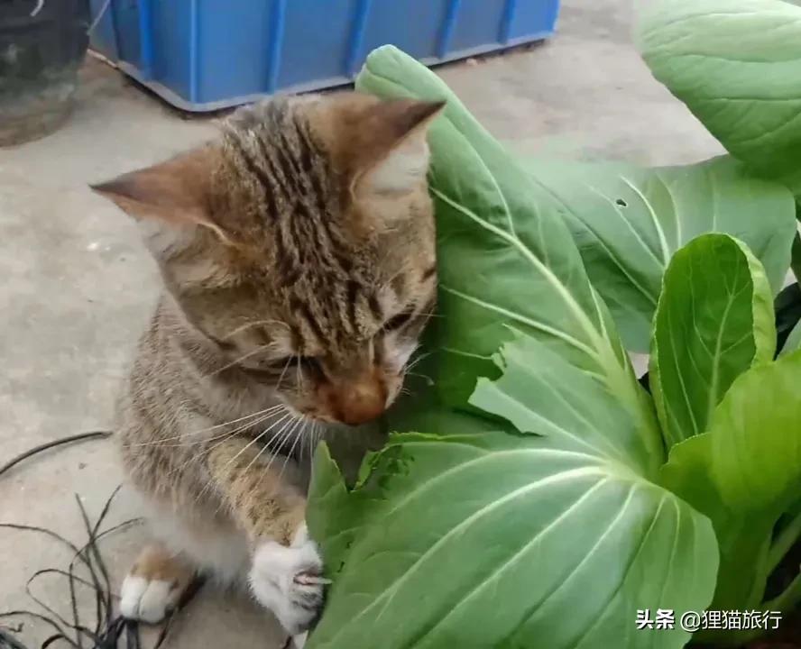 以“上海”命名的蔬菜——上海青，也叫瓢儿白、油白菜、青菜