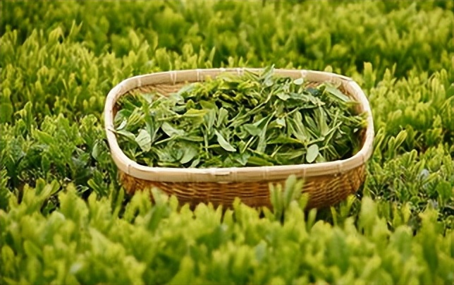 八马茶业哪种茶最出名最好喝,八马茶系列哪种茶叶最好