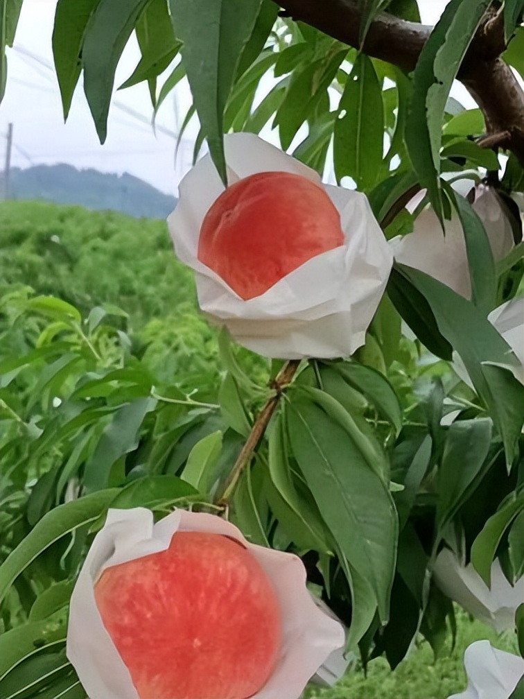 五一期间金堂附近水果采摘,欢迎光临金堂县万亩果园观光采摘