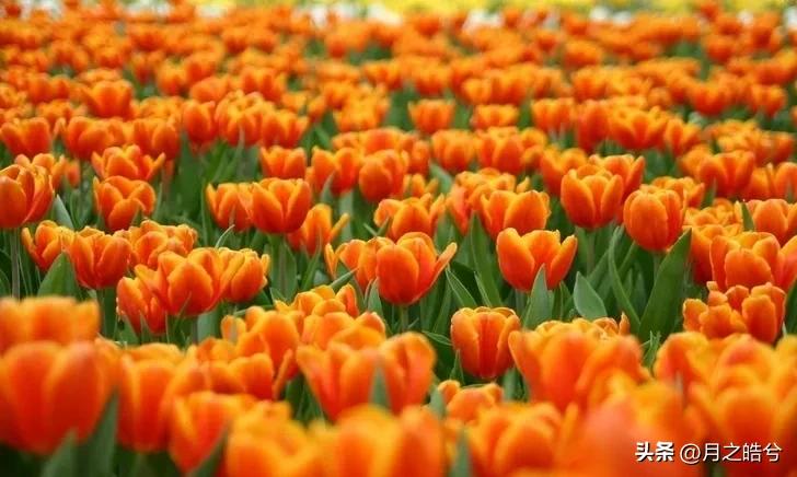 世界杯永远的经典荷兰vs阿根廷,足球暖心时刻荷兰阿根廷