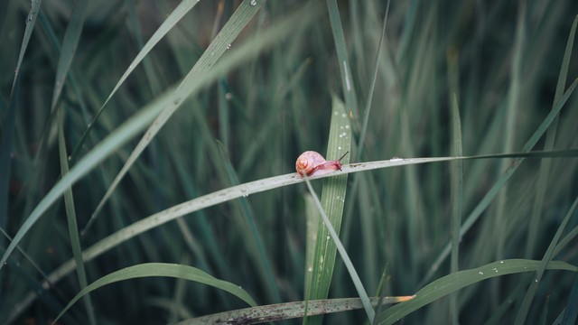 夏末秋初适合喝什么茶好,入夏了喝什么茶好一点呢