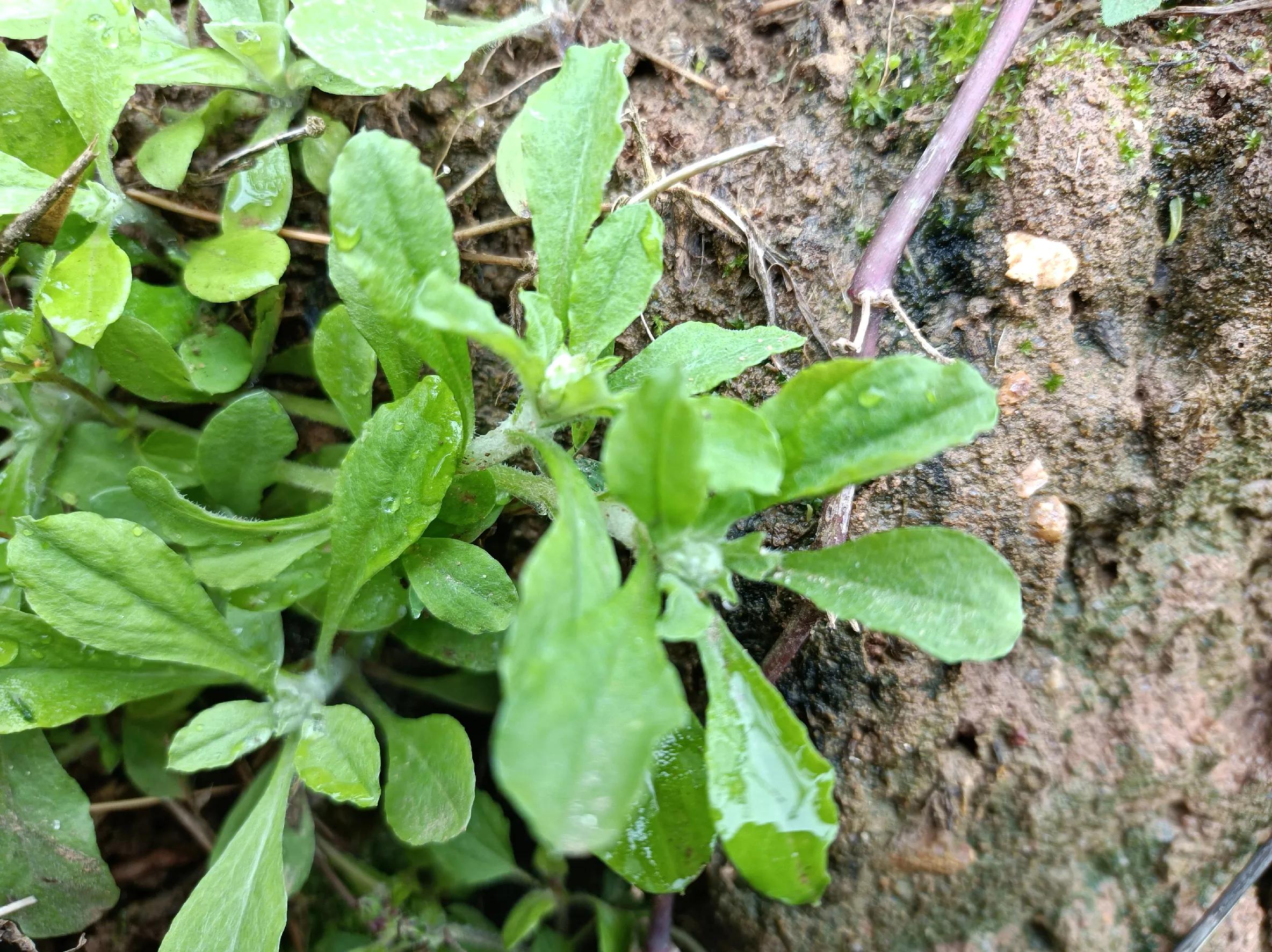 开春了哪种野菜能吃,春天的六种野菜你喜欢吃吗