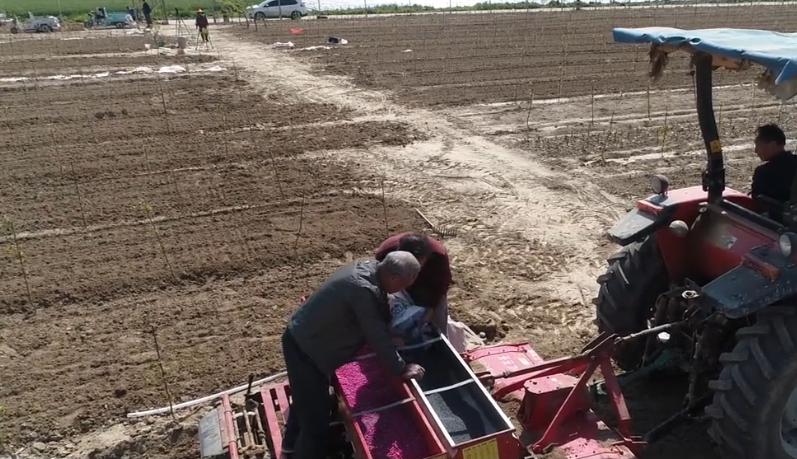 花生高产种植秘诀,种植的花生根系发达