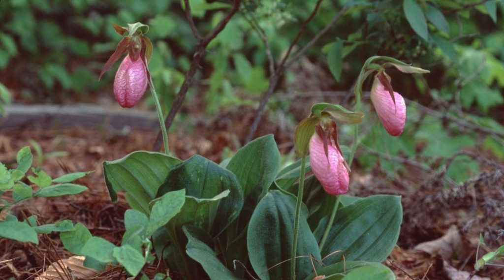 花色艳丽的兰花有哪些品种,最有观赏性的兰花品种