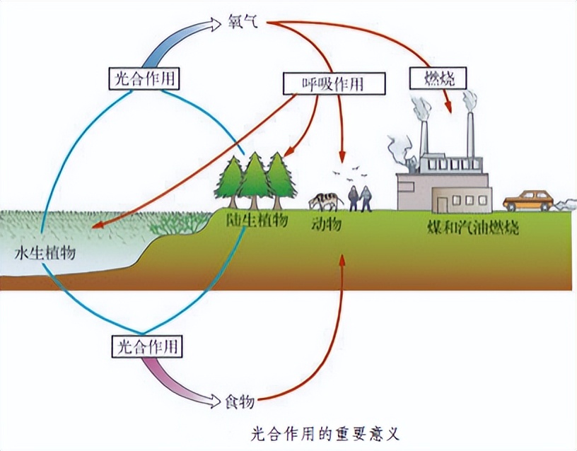科学知识大全小学生必背,科学知识大全全集