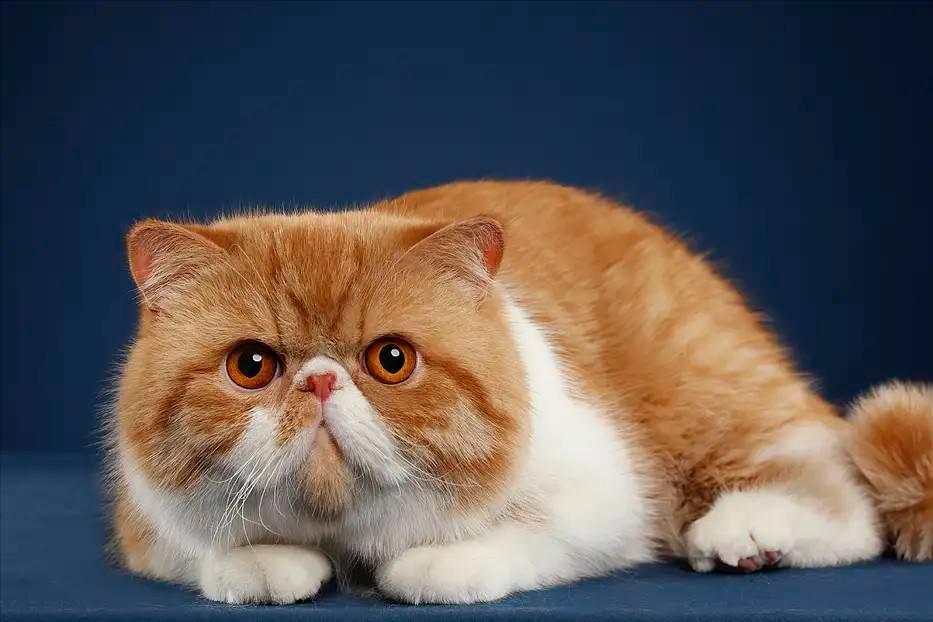 加菲猫最贵的品种,加菲猫为什么不建议购买