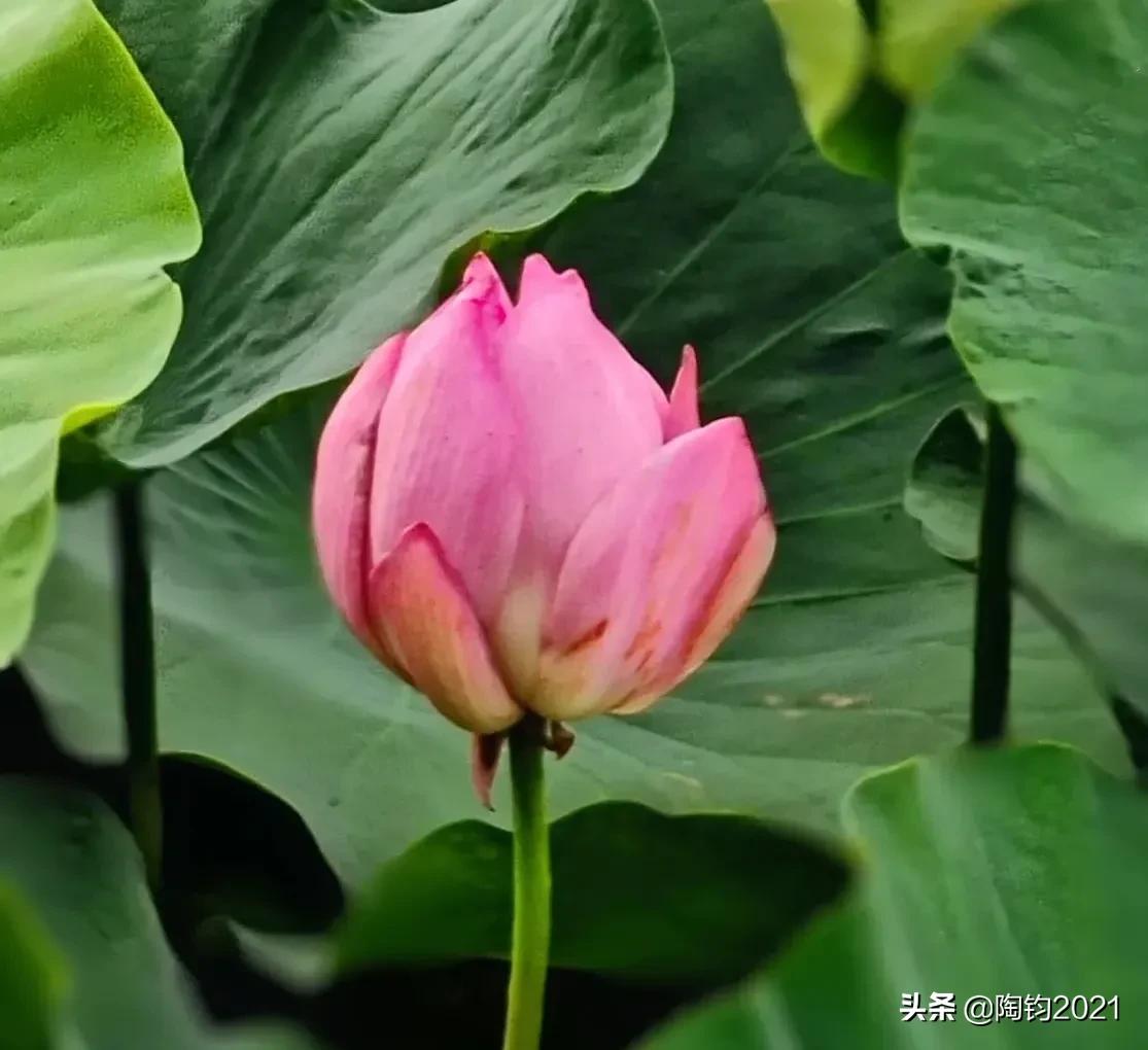 王维诗里惬意的生活,王维五律写景诗