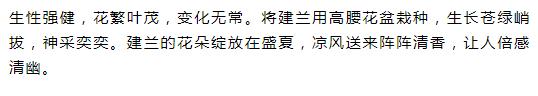 新手盆栽兰花最好选择哪些品种,适合家养的兰花品种有哪些盆栽