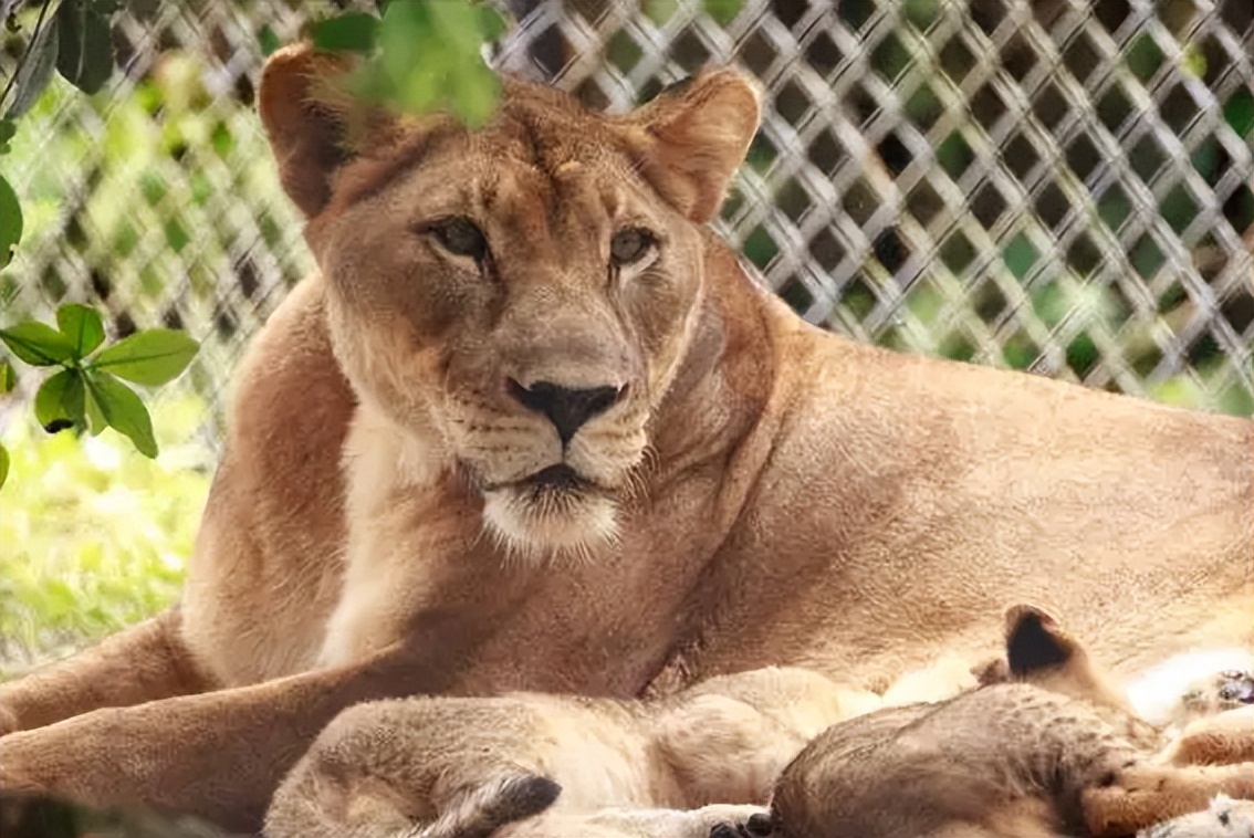 67岁老人闯入狮子园被狮子拖,男子误入狮子园狮口脱险