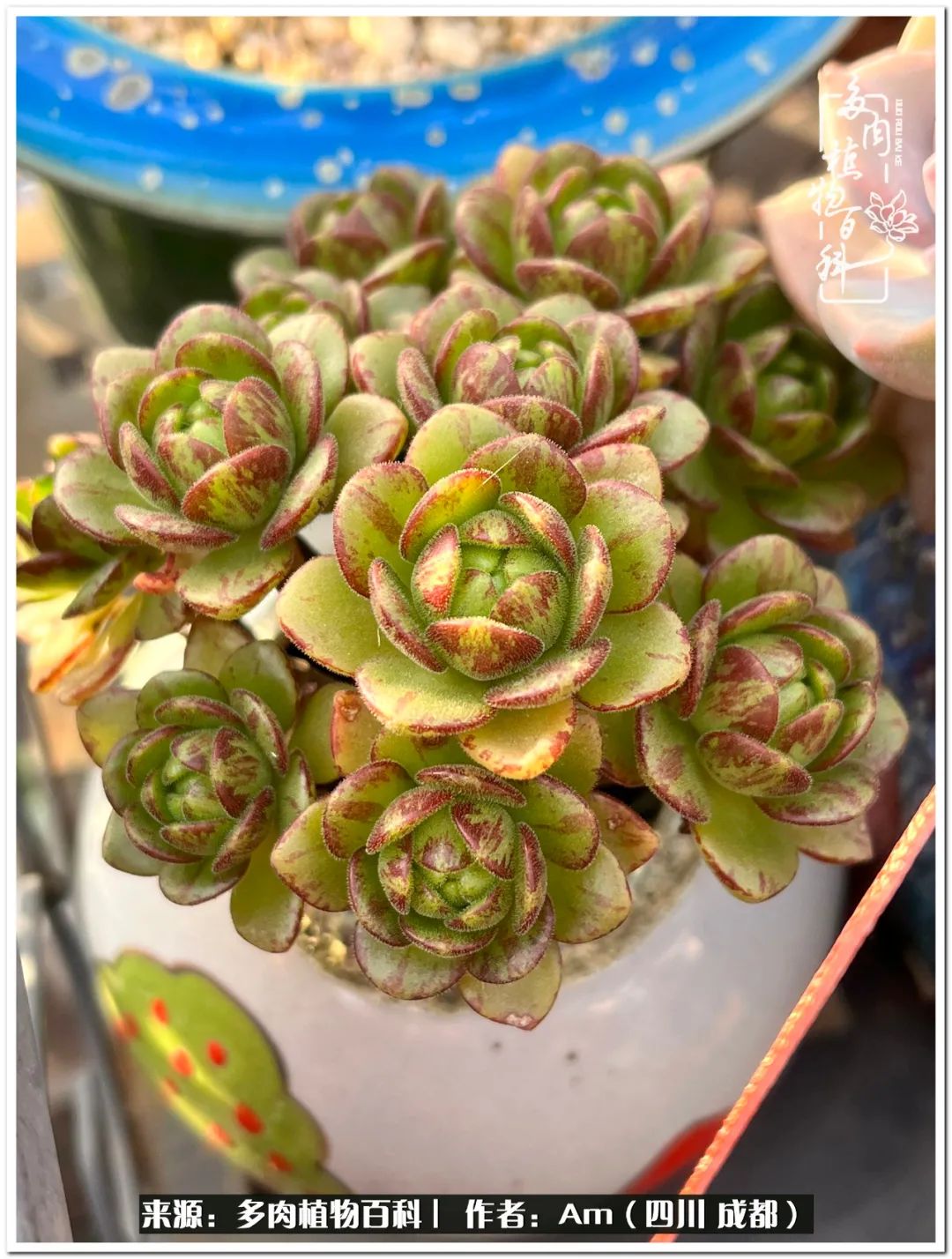 多肉小盆友生活多姿多彩,多肉小精灵福享不停