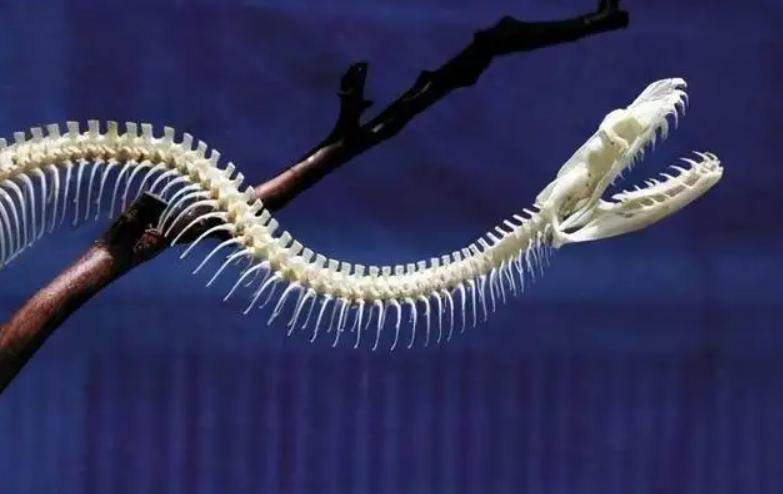 蛇吃毒蛇为什么不会中毒,蛇吃生肉为什么不会得病