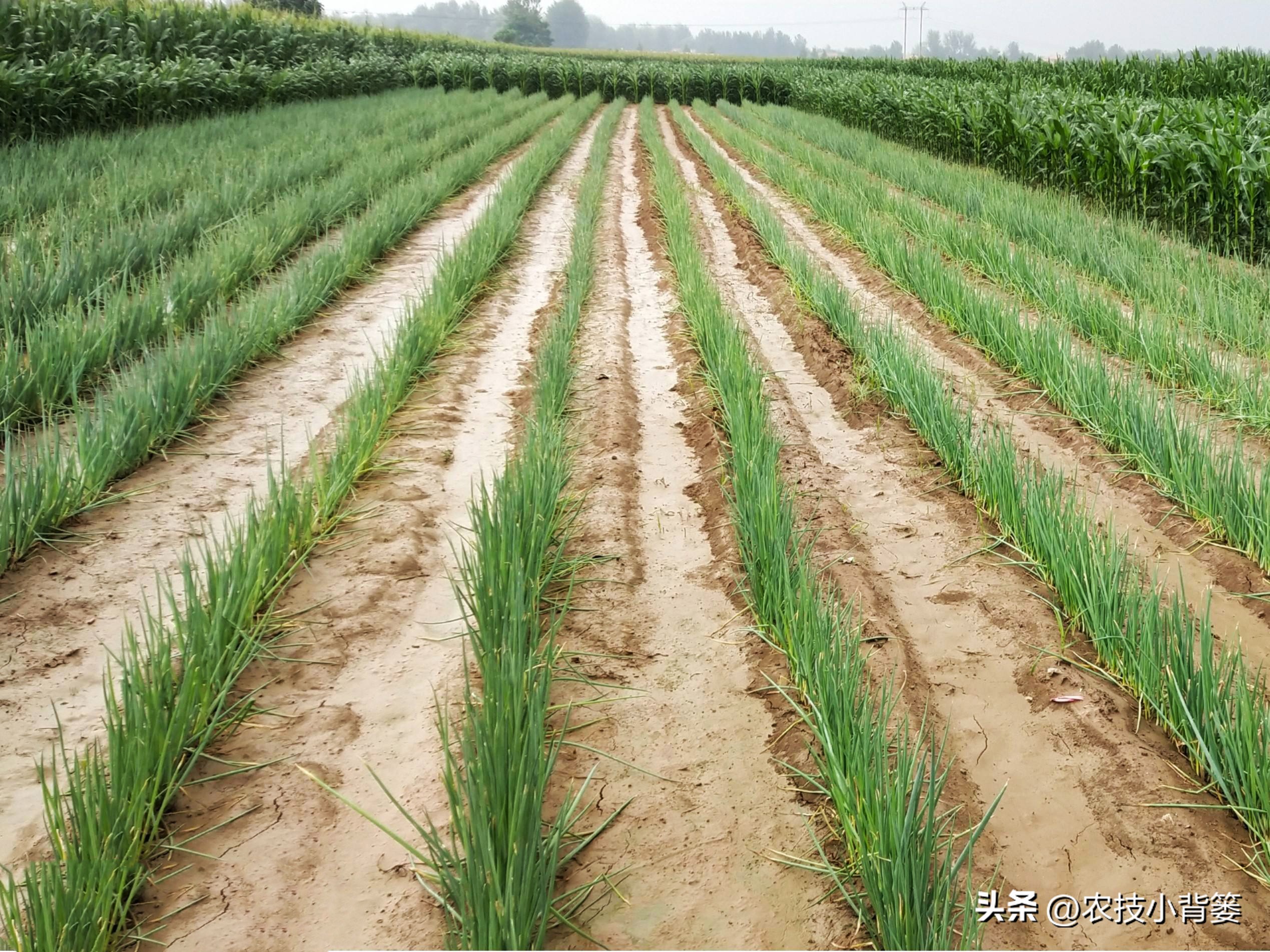 小香葱的种植方法与时间,小香葱播种多久可以采收