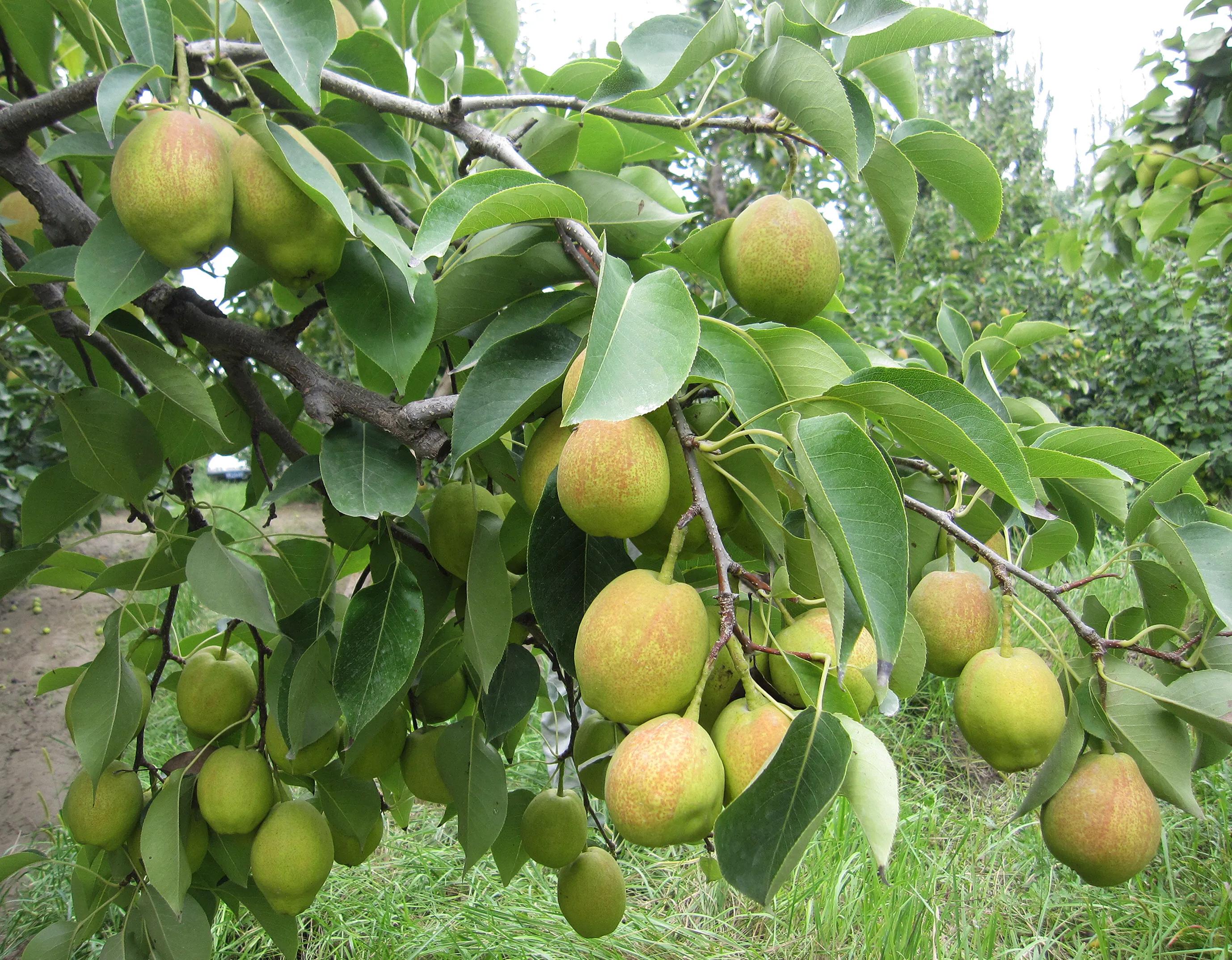 目前市场最好卖的梨新品种介绍（四）库尔勒香梨