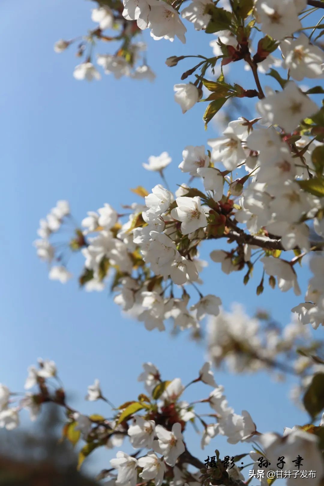 甘井子踏青,大连甘井子踏青好去处