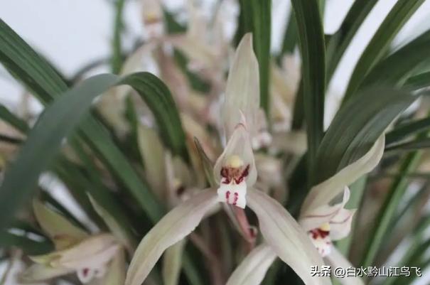 春剑和剑兰哪个品种比较贵一点,春剑和剑兰有哪些区别