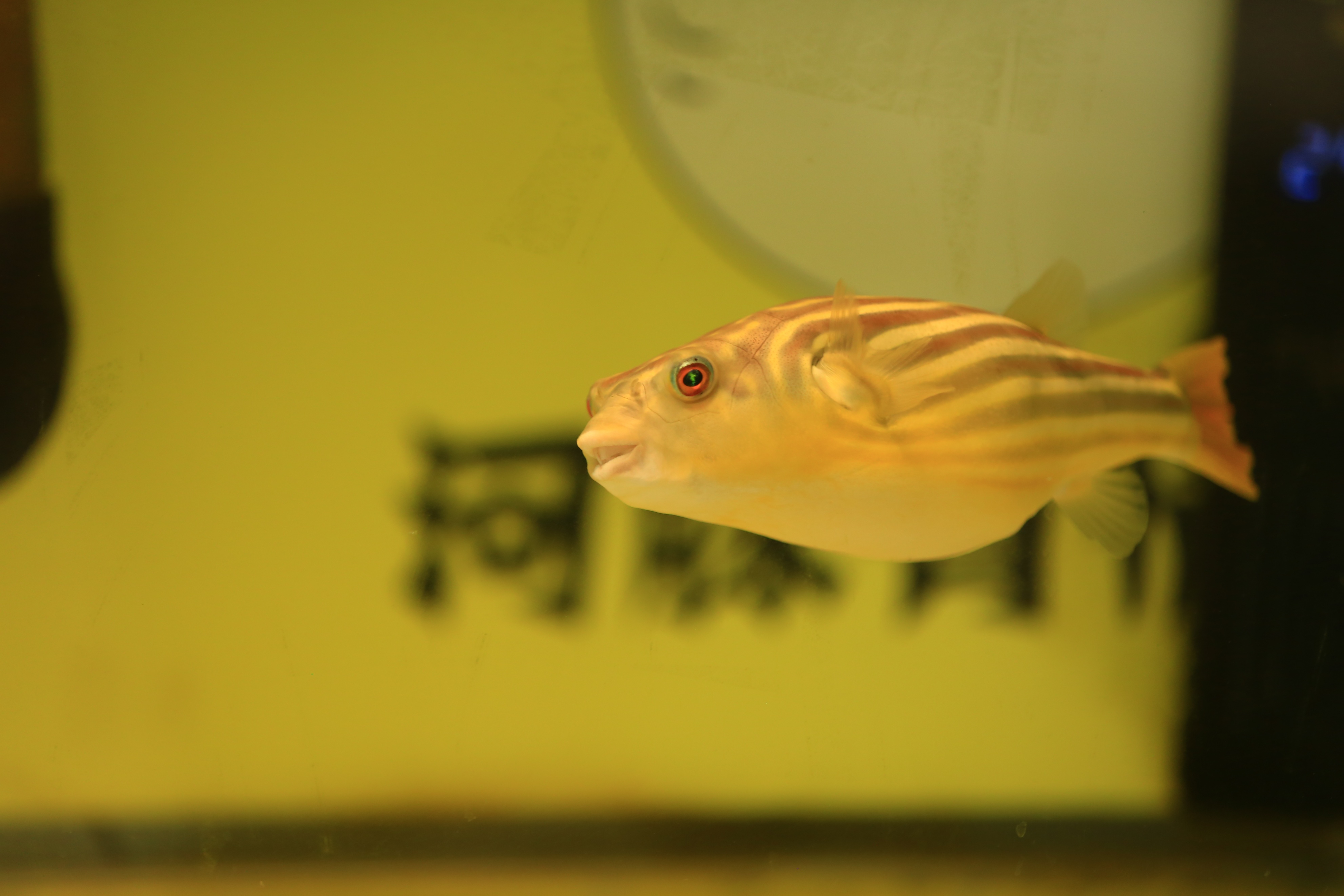 斑马狗头10天不喂食会死吗,斑马狗头应该喂什么