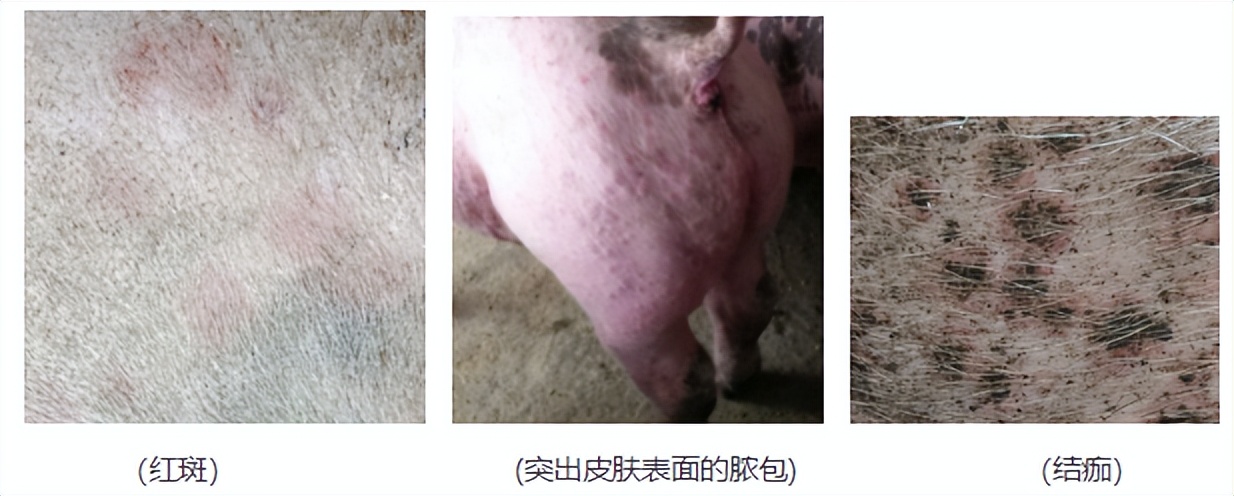 猪身上起红点还有点肿,猪身上起红疙瘩是什么病怎么治