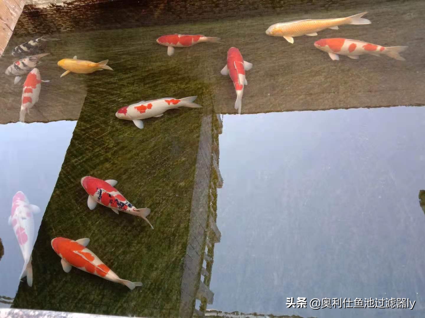 室内锦鲤小鱼池需要杀菌还是换水,锦鲤鱼缸换水后需要用二氧化氯吗