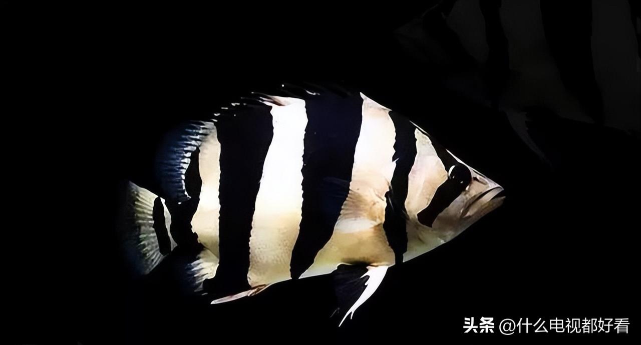 虎鱼从小饲养的正确方法,饲养虎鱼有哪些注意事项