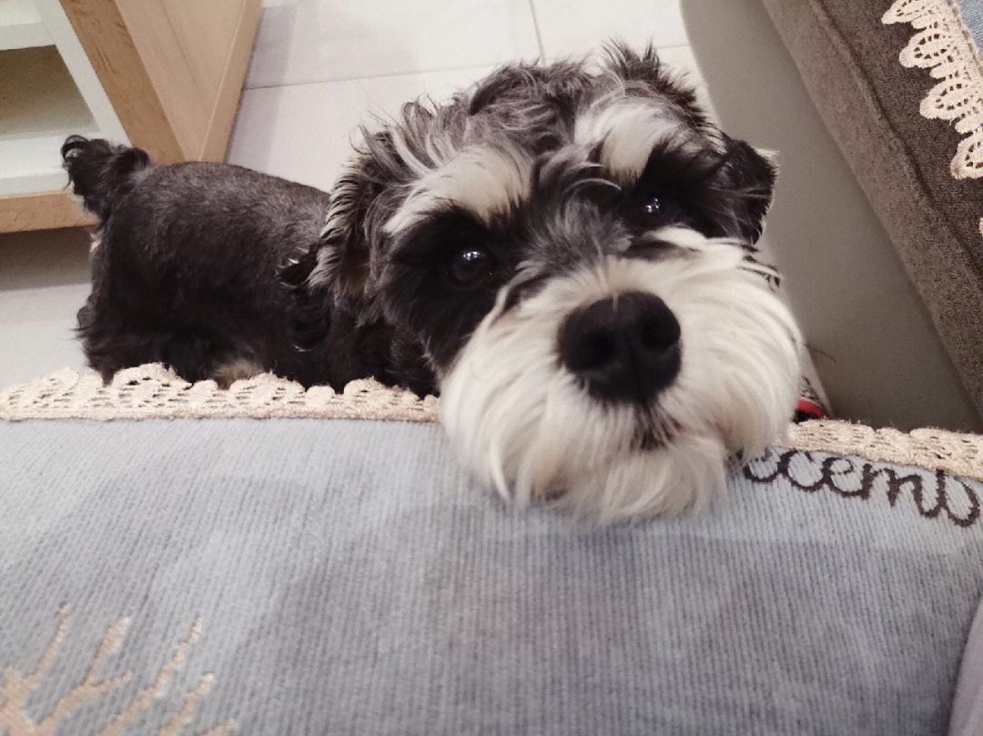 什么狗最聪明最忠诚不乱叫不掉毛,什么狗最凶猛而且又忠诚拥护主人