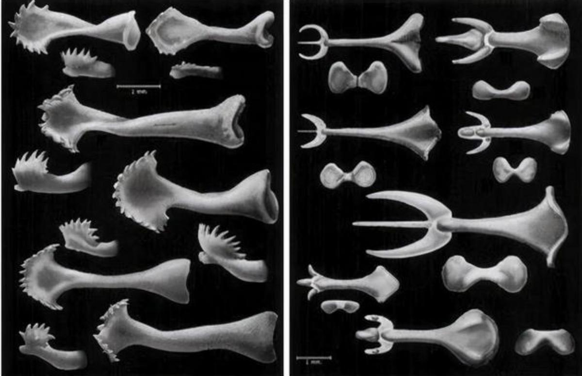 人类生殖器是何时进化,男性人类原始时期肌肉有多大
