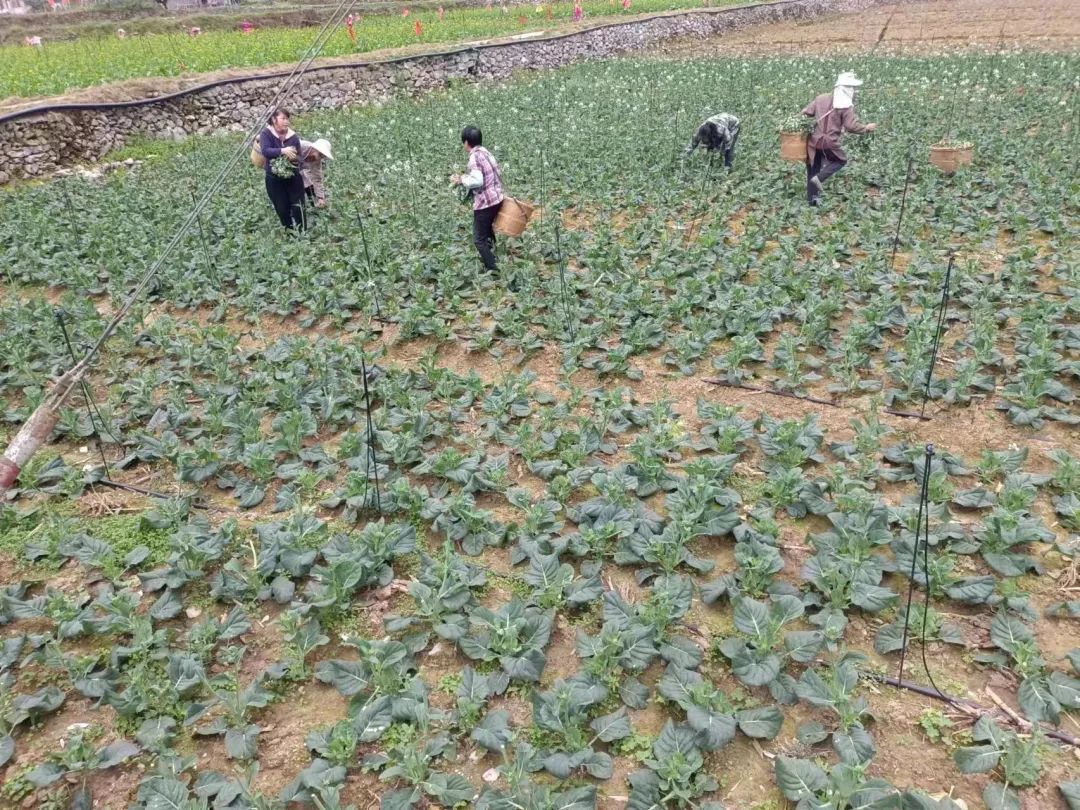 蜜甜，菜甜，幸福的生活更甜