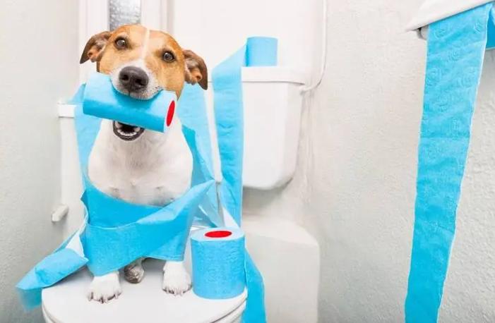 狗狗肠胃疾病有哪些表现,怎么判断狗狗有没有肠胃病