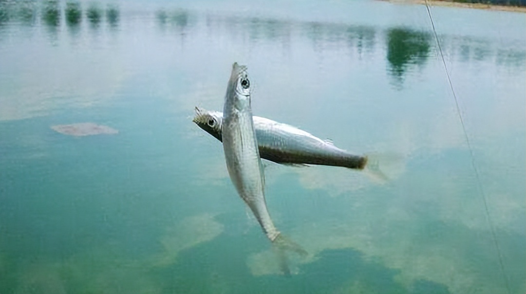 野钓白条鱼很简单教你4个钓法,钓白条鱼的最佳时间秋季钓白条