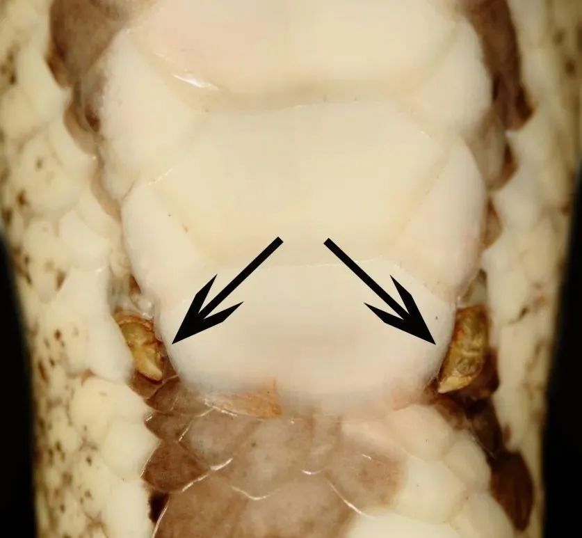 蛇的肚子为什么这么大,为什么蛇可以吞下比它头大的食物