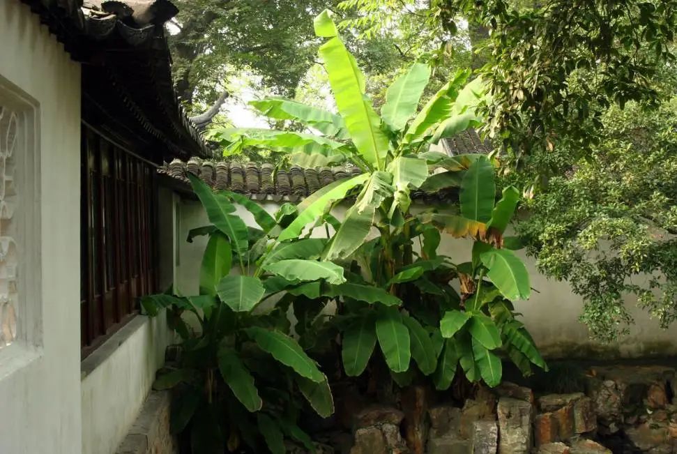 植树节诗句有哪些,植树节的诗句古诗和名言