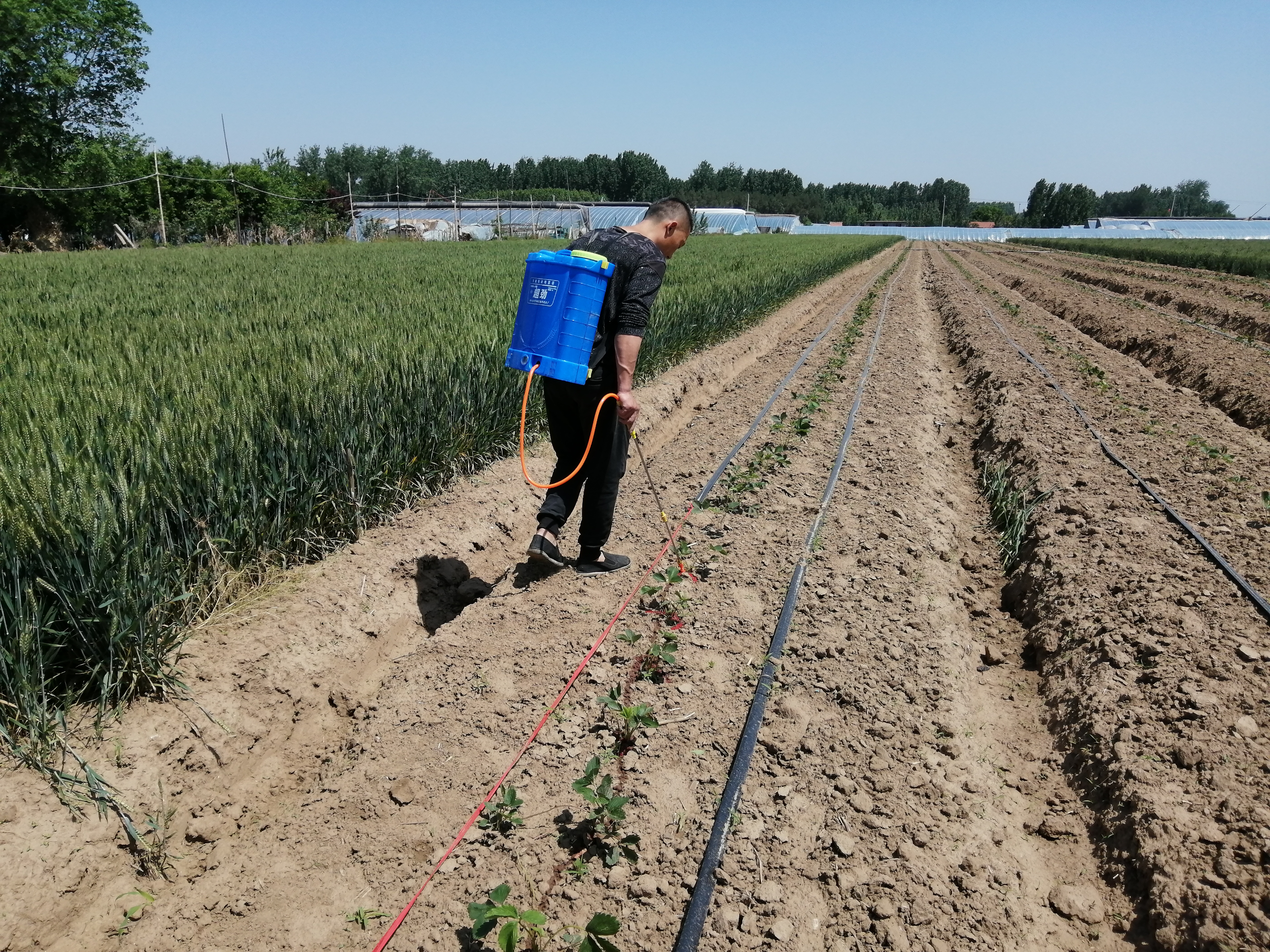 草莓浇水多了烂根怎么样补救,草莓烂根修剪好可以晒一下根吗