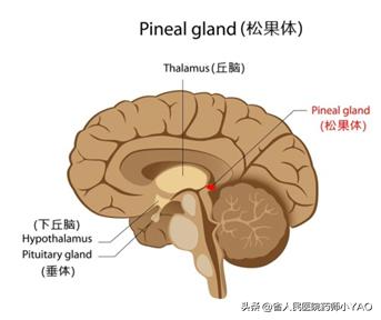 褪黑素药是安眠药吗,褪黑药有没有安眠效果