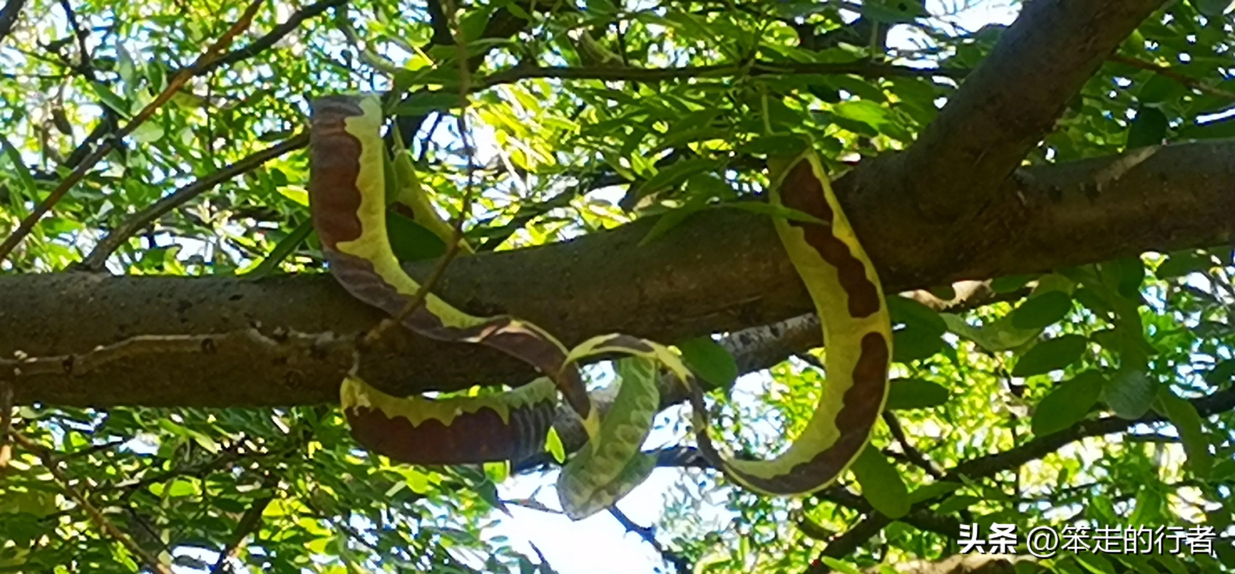 大皂角是皂荚吗,皂荚和长皂角