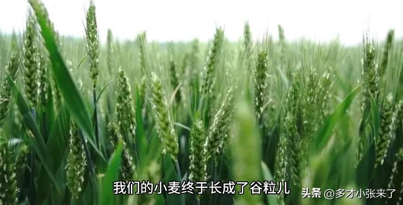 赛龙舟的来历,赛龙舟歌曲