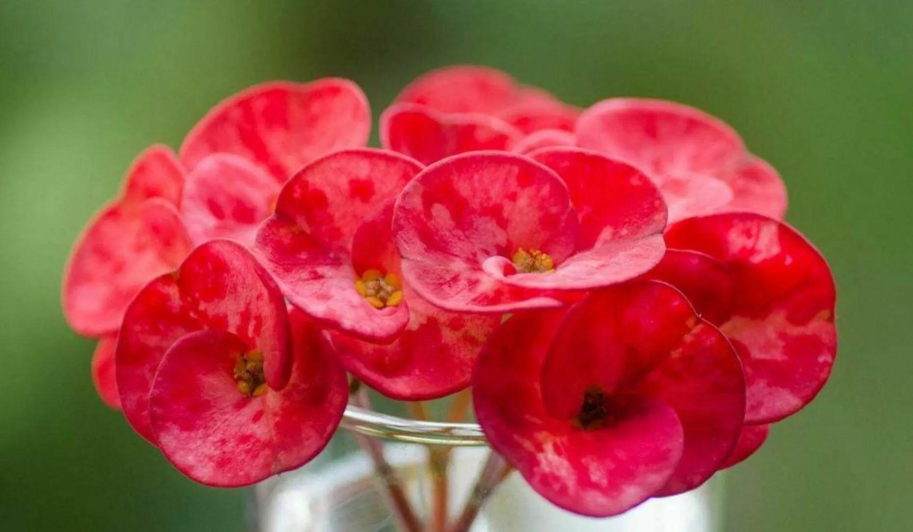 虎刺梅开花像海棠一样红,虎刺红梅花