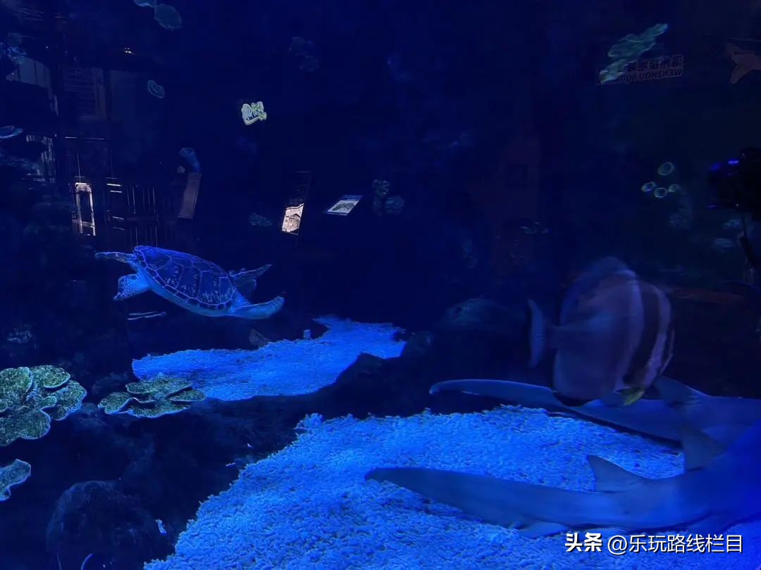 假面潮玩,假面潮玩节