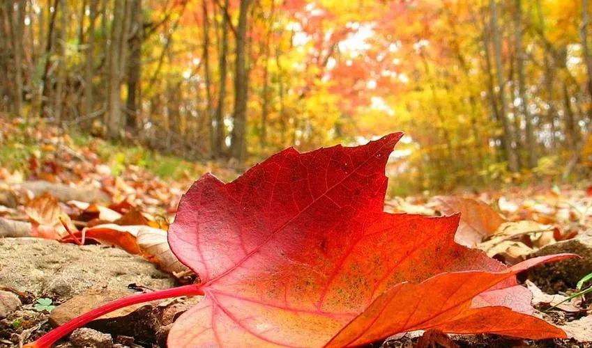 头条挑战赛：对《七律·秋叶即景（平水韵/六麻）》的注引解释